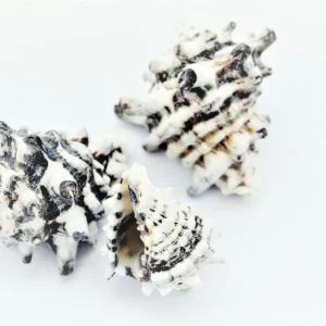 Schneckenhaus Zebra, dunkel, 4-7 cm, 3 Stück Preisknaller